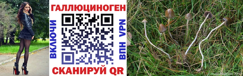 omg ссылка  Сорочинск  Псилоцибиновые грибы мухоморы 